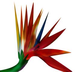 Color sample flower